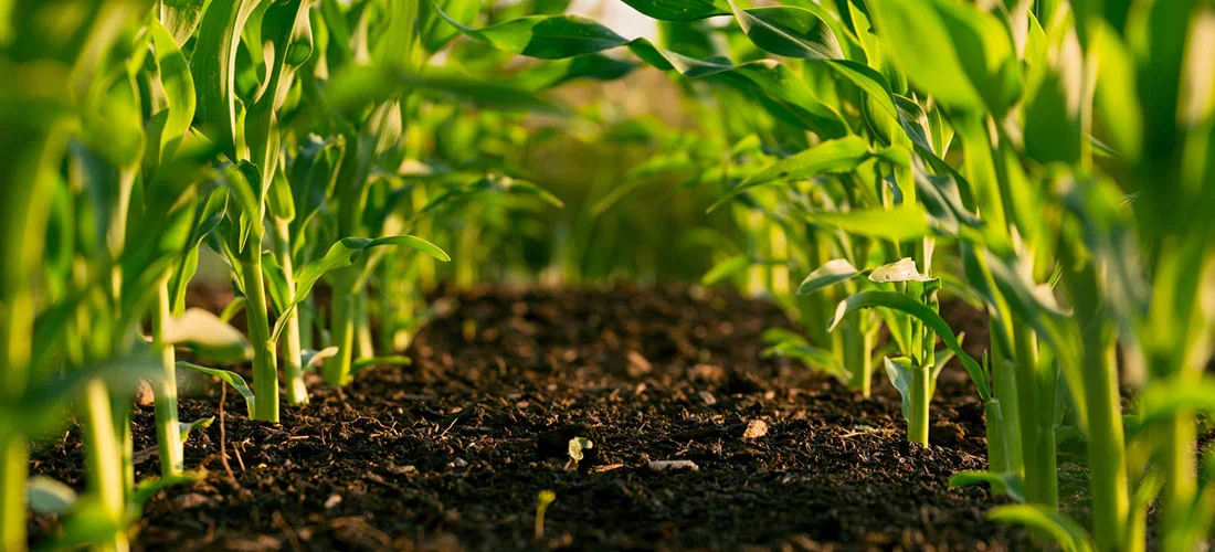 Sustainable Farming Practices with Tractor Corner Guyana